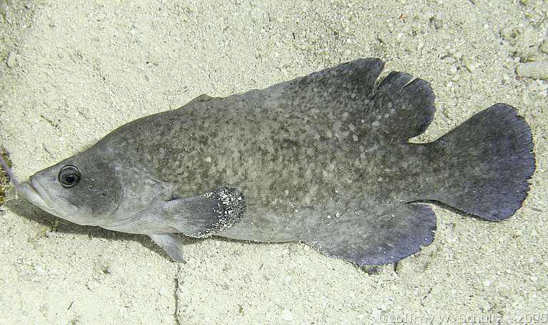 Long Cay
Lighthouse Reef

Belize
Grammistinae, Seabass, Serranidae, Soapfish
20050313-143310