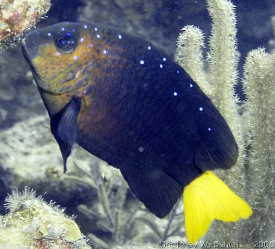 Long Cay
Lighthouse Reef

Belize
Damselfish, Pomacentridae
20050313-145709