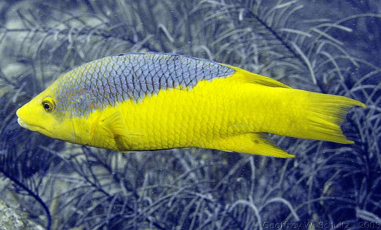 Long Cay
Lighthouse Reef

Belize
Hogfish, Labridae, Wrasse
20050313-151455