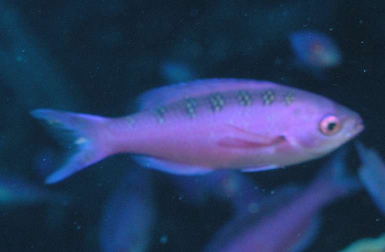 



Labridae, Wrasse
20050320-155704