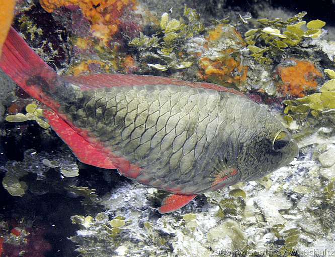 



Parrotfish, Scaridae
20050321-103505