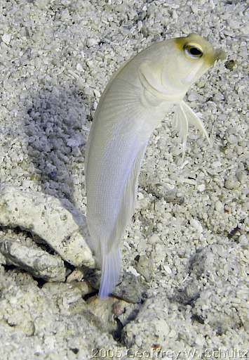 Long Cay
Lighthouse Reef

Belize
Jawfish, Opistognathidae
20050410-150953