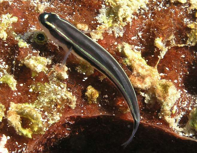 



Gobiidae, Goby
20050412-111410