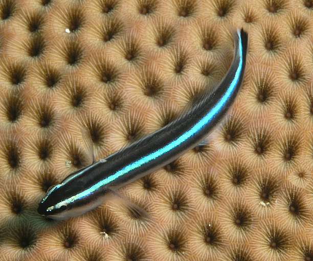 



Gobiidae, Goby
20050412-113934