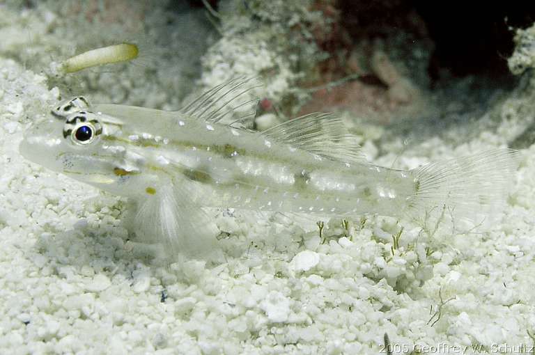 Long Cay
Lighthouse Reef

Belize
Gobiidae, Goby
20050413-110030