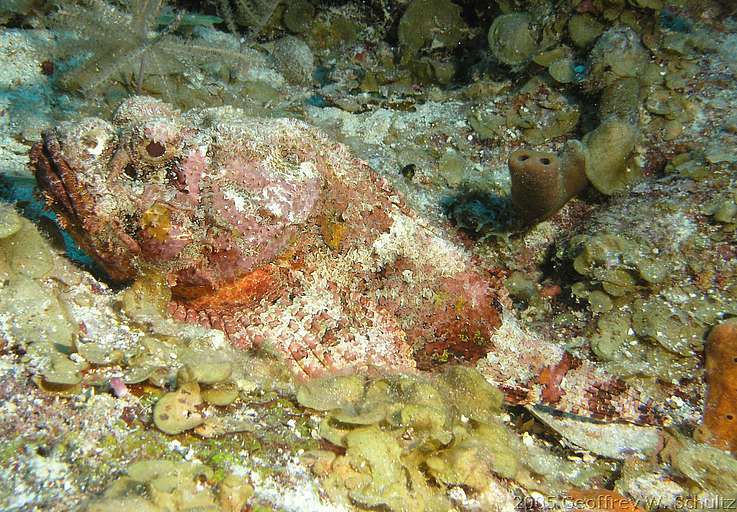 Long Cay
Lighthouse Reef

Belize
Scorpaenidae, Scorpionfish
20050414-144257