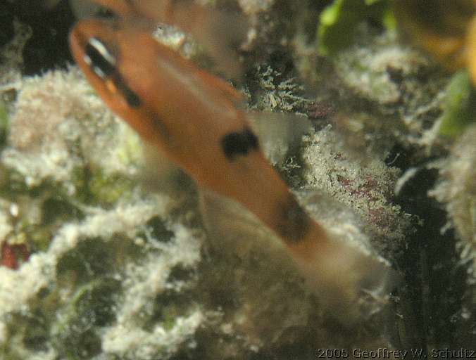 Long Cay
Lighthouse Reef

Belize
Apogonidae, Cardinalfish
20050417-175102