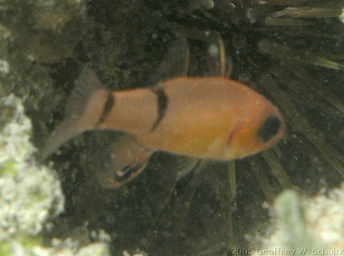 Long Cay
Lighthouse Reef

Belize
Apogonidae, Cardinalfish
20050417-175102_A