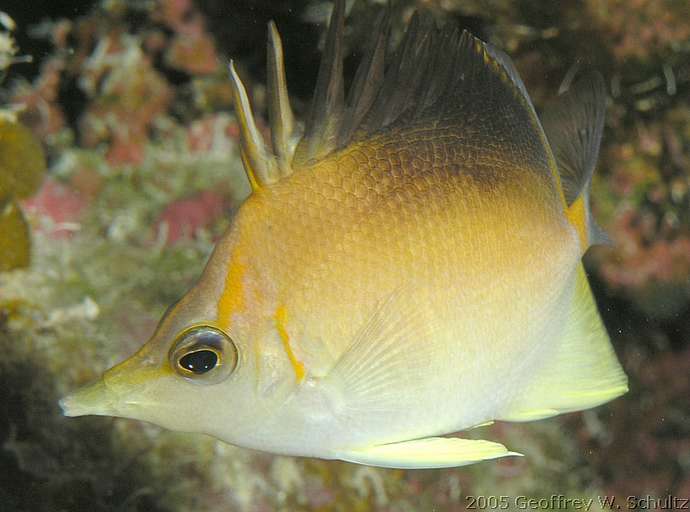 Long Cay
Lighthouse Reef

Belize
Butterflyfish, Chaetodontidae
20050418-143443