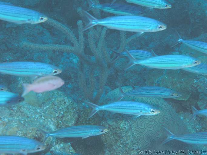 Long Cay
Lighthouse Reef

Belize
Bonnetmouth, Inermiidae
20050418-145041