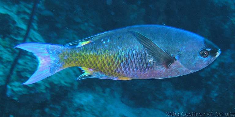 Long Cay
Lighthouse Reef

Belize
Labridae, Wrasse
20050419-110041