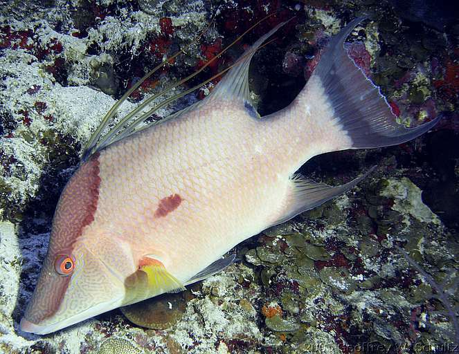 Long Cay
Lighthouse Reef

Belize
Hogfish, Labridae, Wrasse
20050419-110540