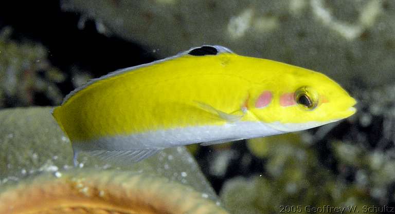 Long Cay
Lighthouse Reef

Belize
Labridae, Wrasse
20050419-112242