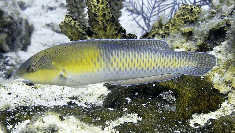 Long Cay
Lighthouse Reef

Belize
Labridae, Wrasse
20050419-114108