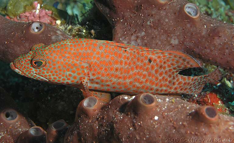 Long Cay
Lighthouse Reef

Belize
Grouper, Seabass, Serranidae
20050419-143650