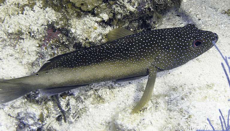 Long Cay
Lighthouse Reef

Belize
Grouper, Seabass, Serranidae
20050420-105252