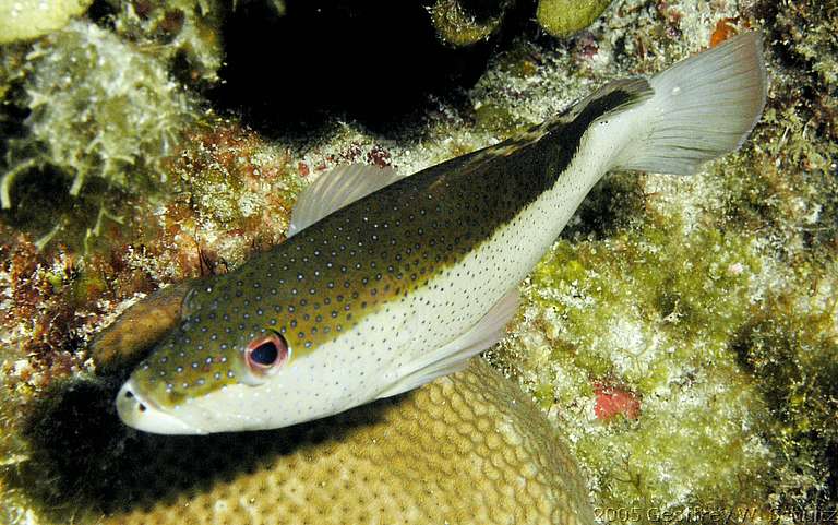 Long Cay
Lighthouse Reef

Belize
Grouper, Seabass, Serranidae
20050420-105351