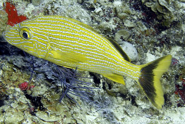 Long Cay
Lighthouse Reef

Belize
Grunt, Haemulidae
20050421-103301