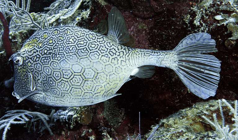 Long Cay
Lighthouse Reef

Belize
Boxfish, Ostraciidae
20050421-104118