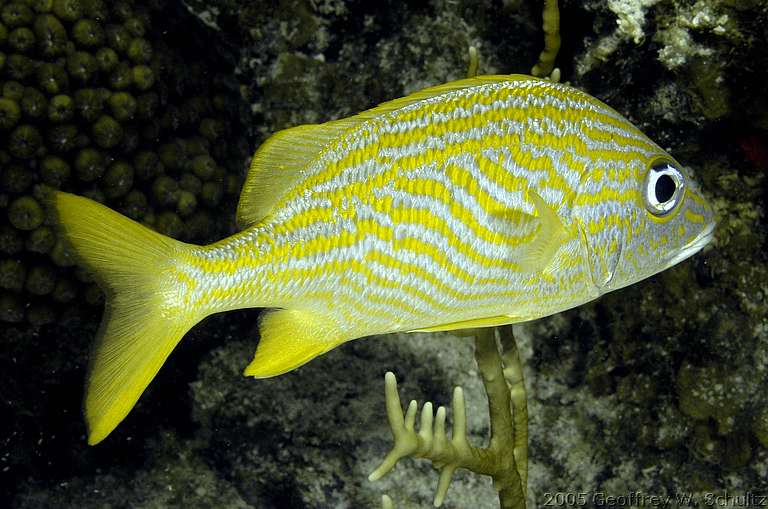 Long Cay
Lighthouse Reef

Belize
Grunt, Haemulidae
20050421-110653