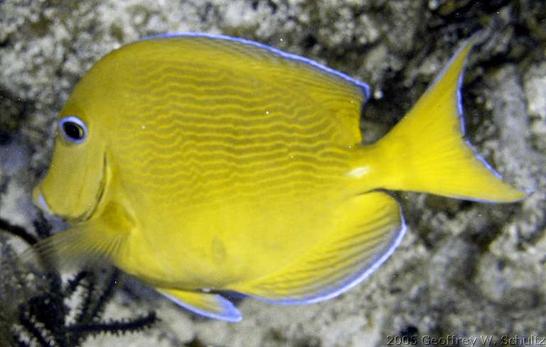 Long Cay
Lighthouse Reef

Belize
Acanthuridae, Surgeonfish
20050421-145715