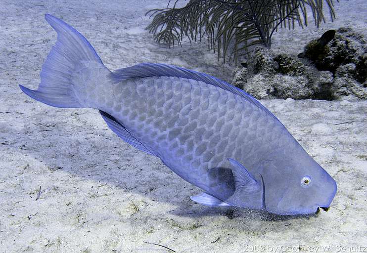 Half Moon Cay
Lighthouse Reef

Belize
Parrotfish, Scaridae
20050422-135725