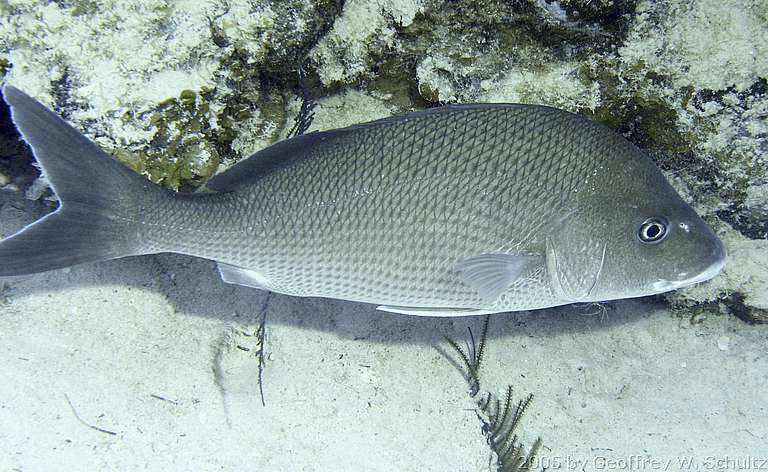 Halfmoon Cay
Lighthouse Reef

Belize
Grunt, Haemulidae
20050424-151208