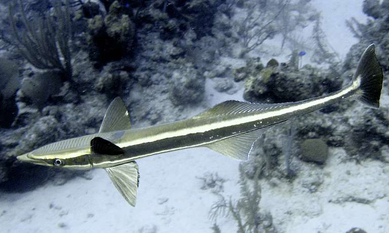 



Echeneidae, Remora
20050426-152246