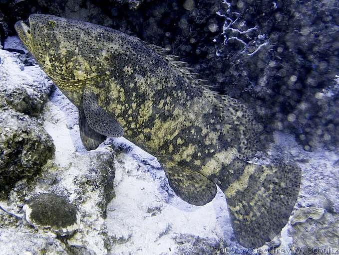 Long Cay
Lighthouse Reef

Belize
Grouper, Seabass, Serranidae
20050427-115559