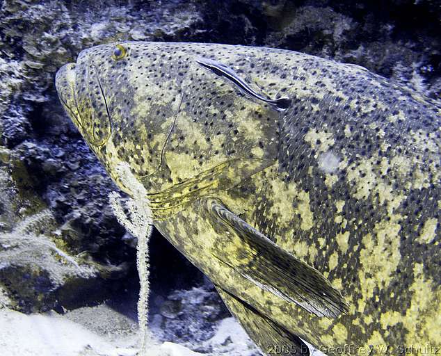 Long Cay
Lighthouse Reef

Belize
Grouper, Seabass, Serranidae
20050427-115606