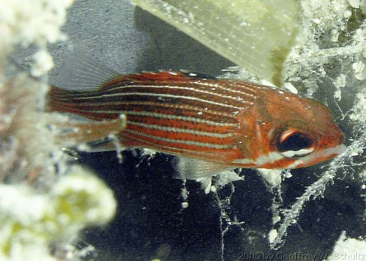 Long Cay
Lighthouse Reef

Belize
Holocentridae, Squirrelfish
20050427-130248