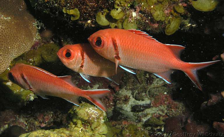 Long Cay
Lighthouse Reef

Belize
Holocentridae, Squirrelfish
20050427-154905