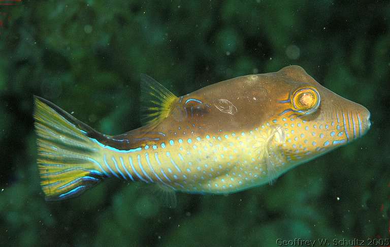 Long Cay
Lighthouse Reef

Belize
Puffer, Tetraodontidae
20050615-113419