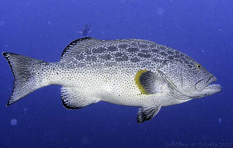 Long Cay
Lighthouse Reef

Belize
Grouper, Seabass, Serranidae
20050615-150027