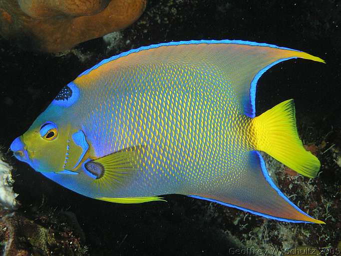 Long Cay
Lighthouse Reef

Belize
Angelfish, Pomacanthidae
20050615-151353