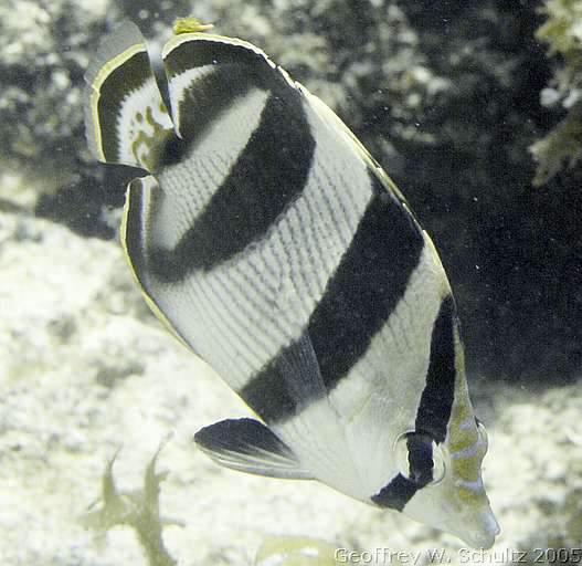 Long Cay
Lighthouse Reef

Belize
Butterflyfish, Chaetodontidae
20050616-115928