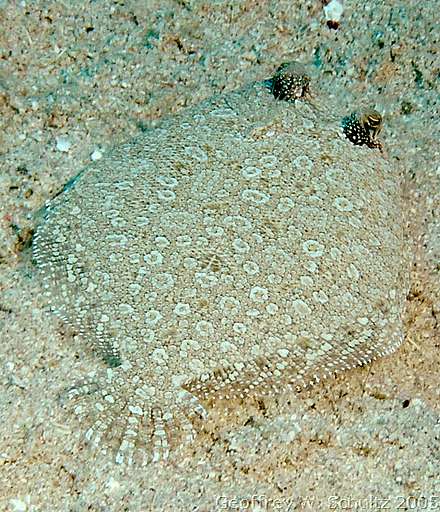 West End
Roatan

Honduras
Bothidae, Flounder
20050618-160527