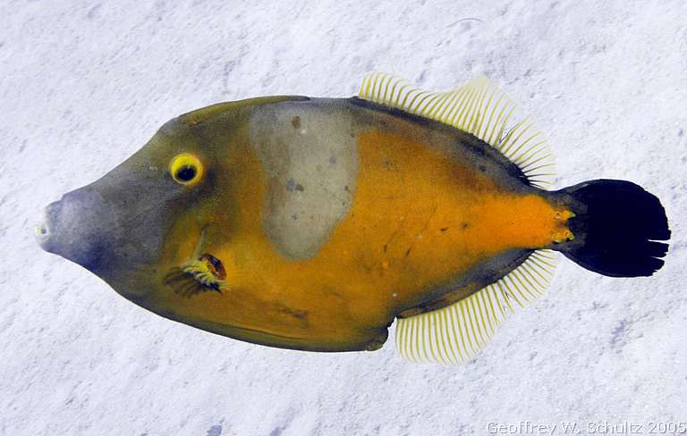 West End
Roatan

Honduras
Balistidae, Filefish, LeatherJacket
20050618-160813