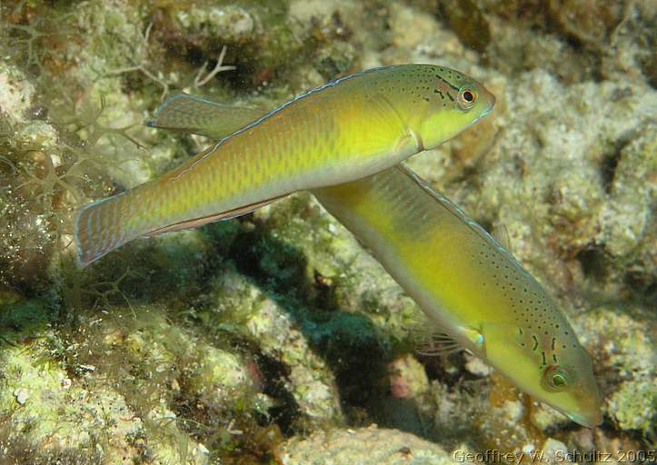 West End
Roatan

Honduras
Labridae, Wrasse
20050619-150019