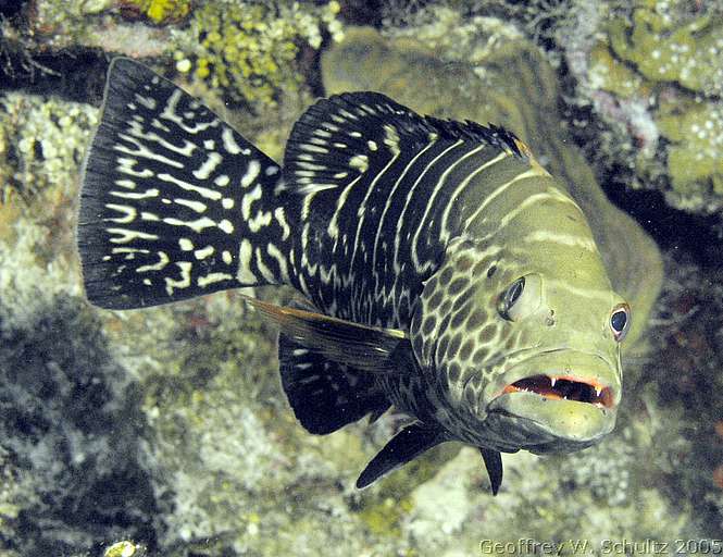 West End
Roatan

Honduras
Grouper, Seabass, Serranidae
20050619-150745