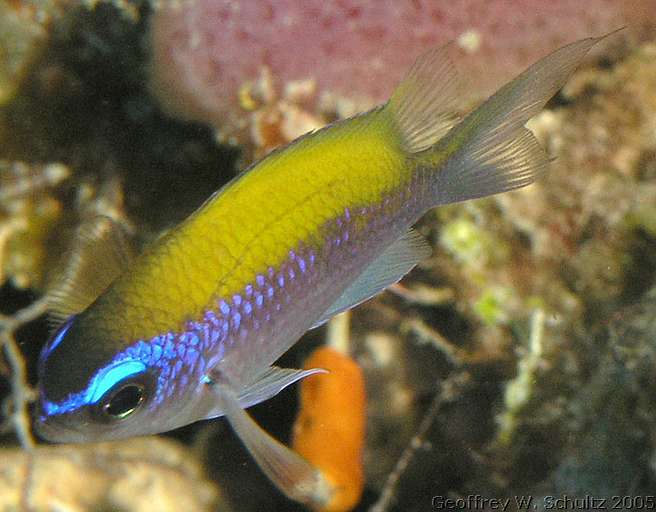 West End
Roatan

Honduras
Chromis, Damselfish, Pomacentridae
20050622-100718