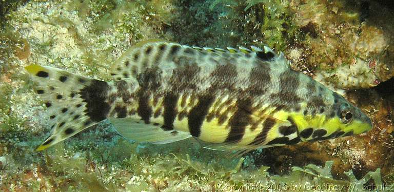 Long Cay
Lighthouse Reef

Belize
Seabass, Serranidae
20060218_151402