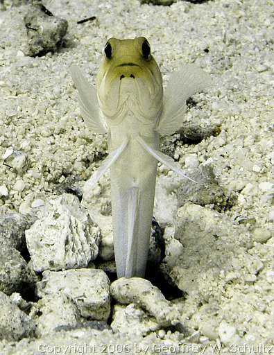 Long Cay
Lighthouse Reef

Belize
Jawfish, Opistognathidae
20060221_114605