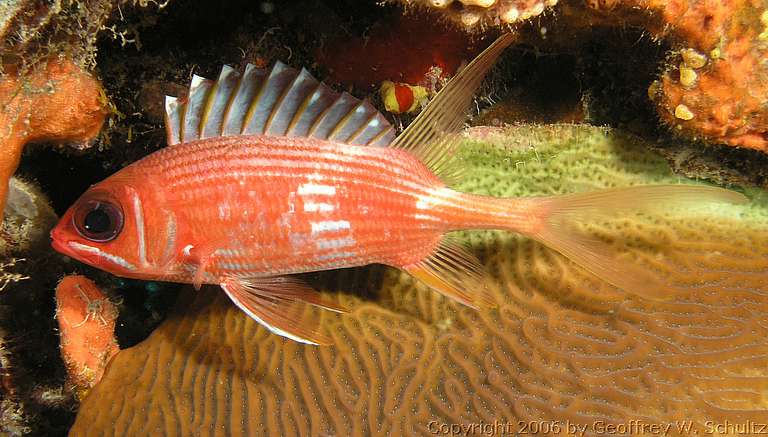 Long Cay
Lighthouse Reef

Belize
Holocentridae, Squirrelfish
20060221_145324