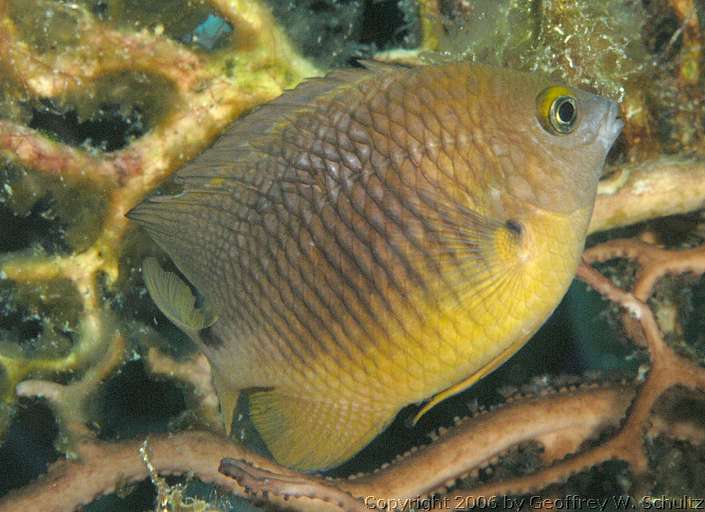 Long Cay
Lighthouse Reef

Belize
Damselfish, Pomacentridae
20060221_145830