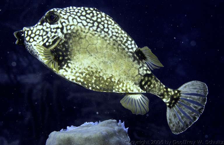 Long Cay
Lighthouse Reef

Belize
Boxfish, Ostraciidae
20060223_144730