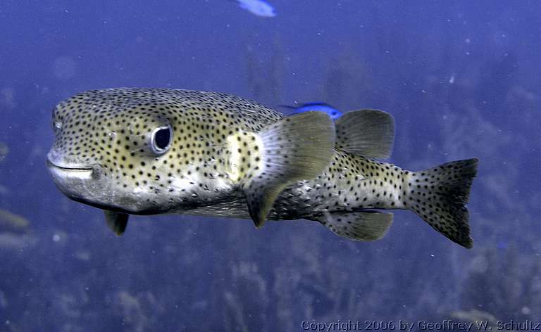 Long Cay
Lighthouse Reef

Belize
Puffer, Tetraodontidae
20060224_151816