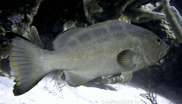 Long Cay
Lighthouse Reef

Belize
Grouper, Seabass, Serranidae
20060302_113901