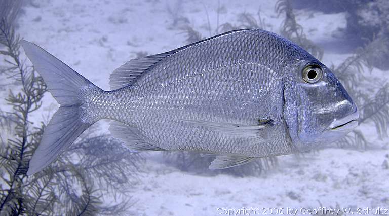 Long Cay
Lighthouse Reef

Belize
Porgy, Sparidae
20060302_150256