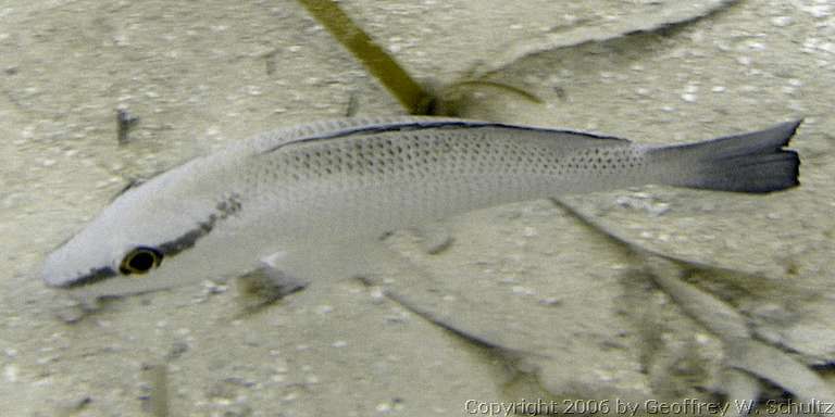 Long Cay
Lighthouse Reef

Belize
Lutjanidae, Snapper
20060303_115402